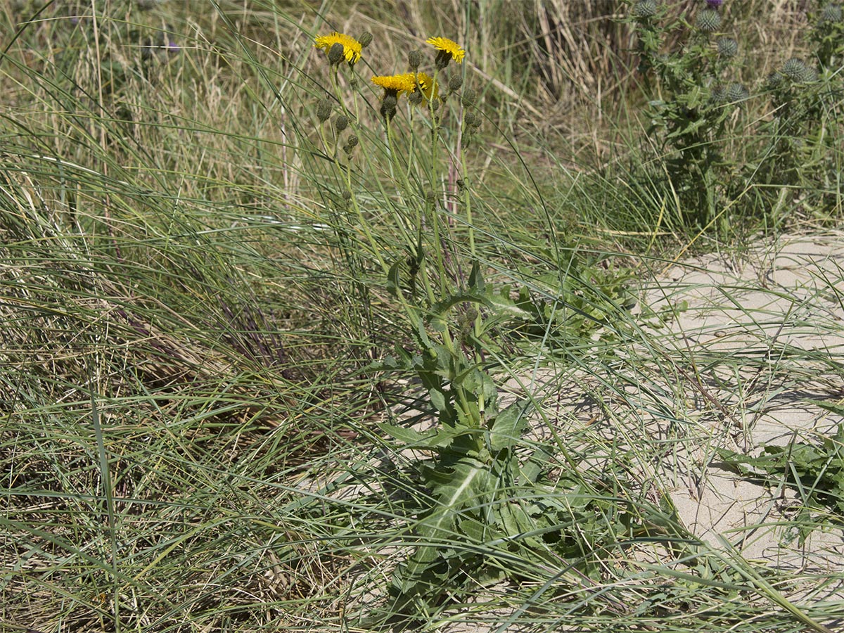 Habitus